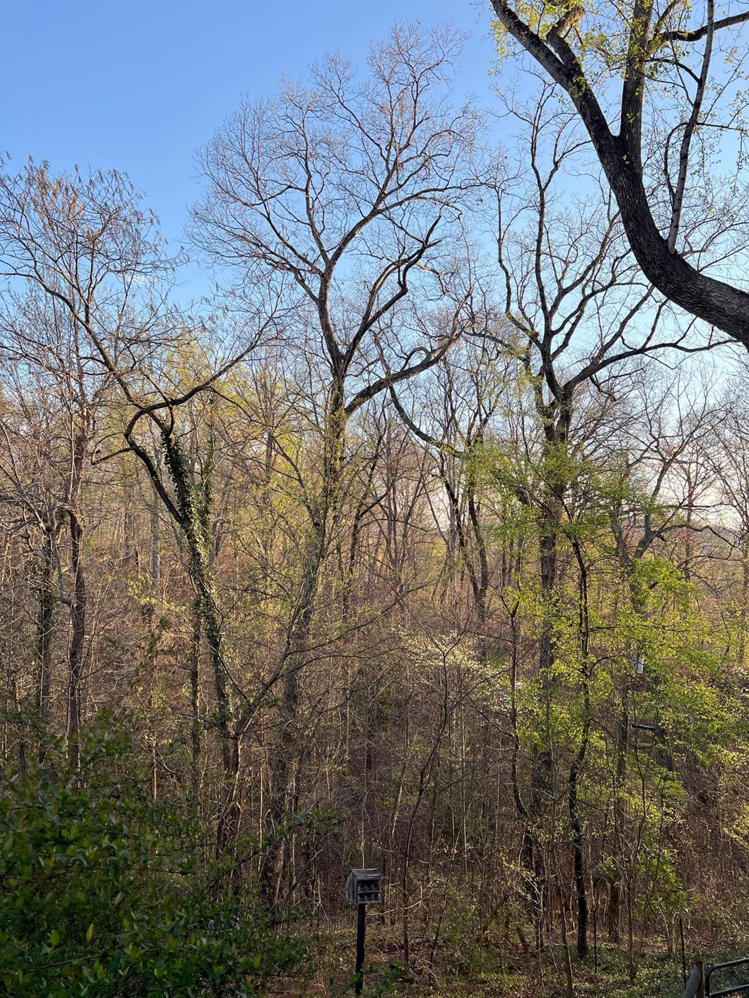 Studio Guest Suite In Forest Cottage Tryon Екстер'єр фото